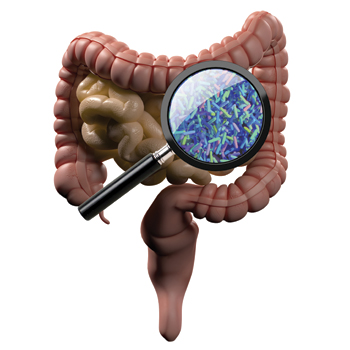 The human microbiome contains an estimated 10less-thansupgreater-than14less-thanslashsupgreater-thanof bacteria particularly in the gastrointestinal tract-more bacteria than human cells Image by iStock